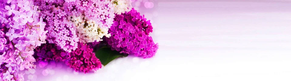 Model #154538